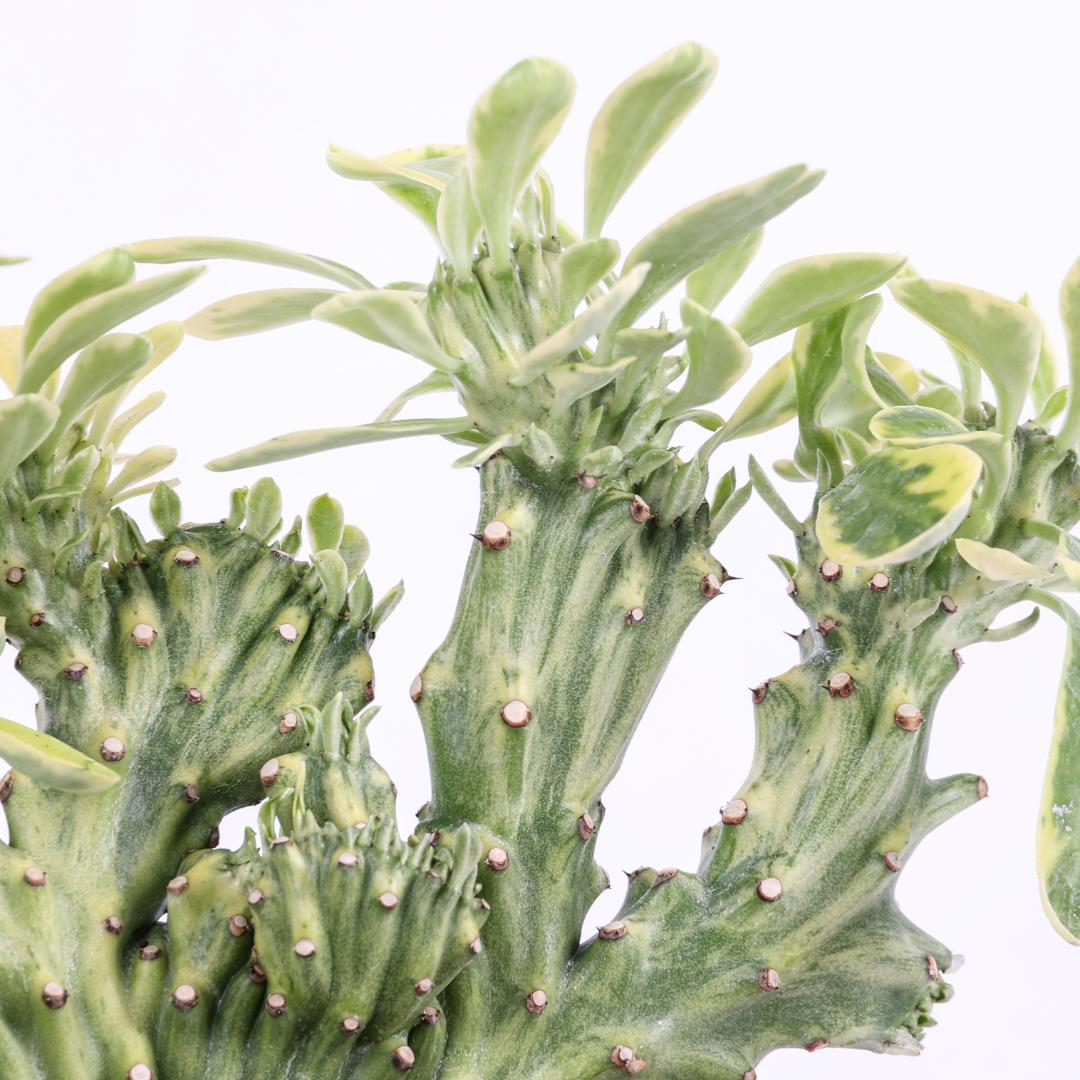 Euphorbia neriifolia crestata variegata Ø 14