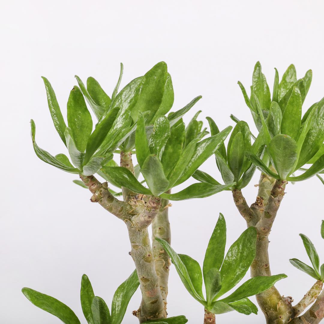 Tylecodon paniculatus Ø 25