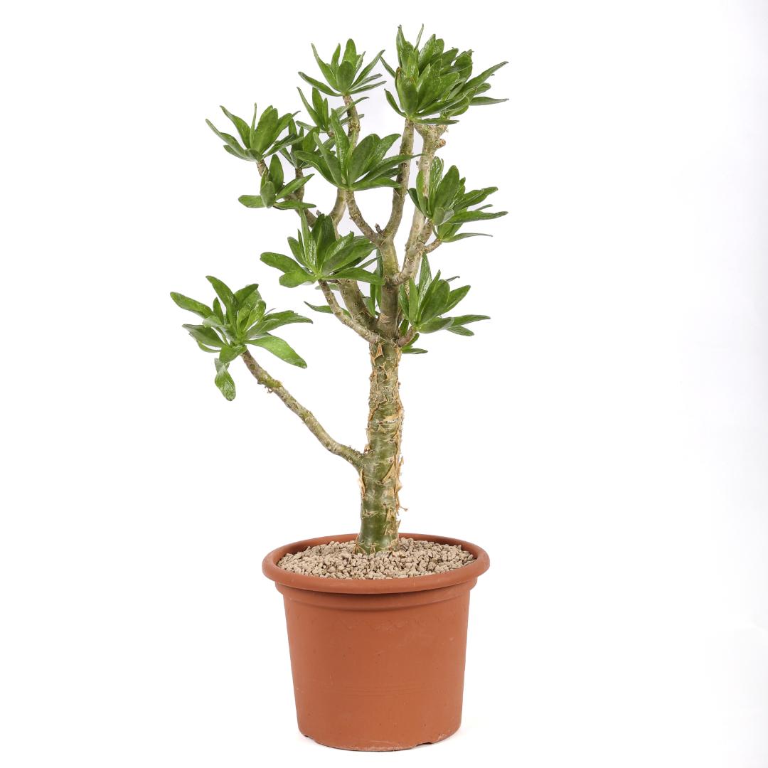 Tylecodon paniculatus Ø 25
