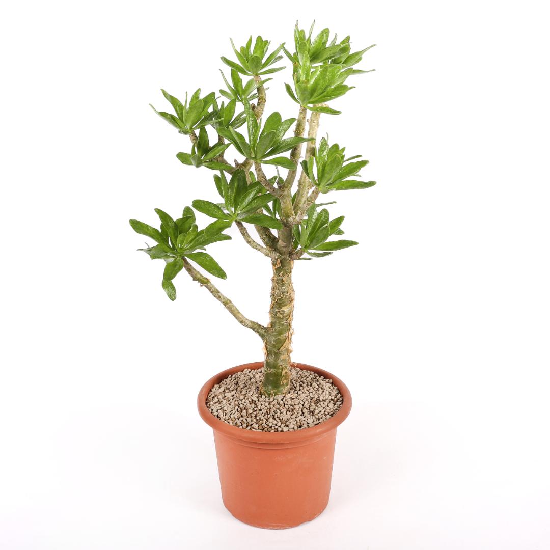 Tylecodon paniculatus Ø 25