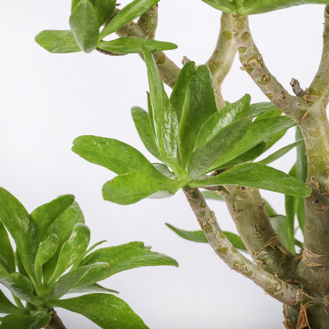Tylecodon paniculatus Ø 25