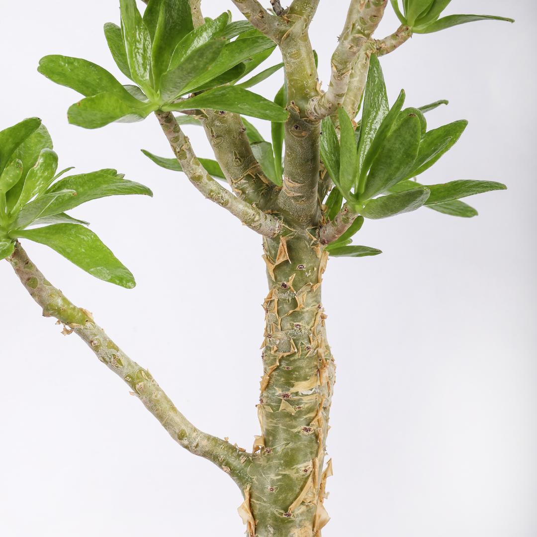 Tylecodon paniculatus Ø 25