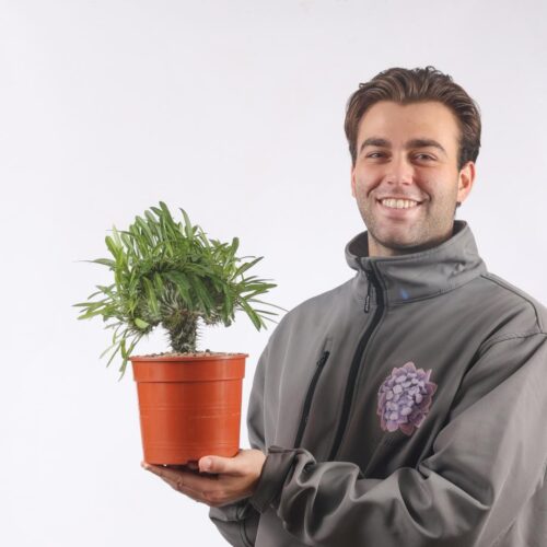 Pachypodium lamerei crestato Ø 17