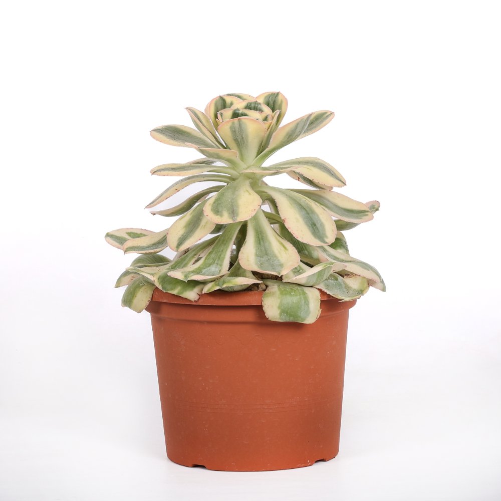 Aeonium Undulatum f. variegata Ø 18 cm