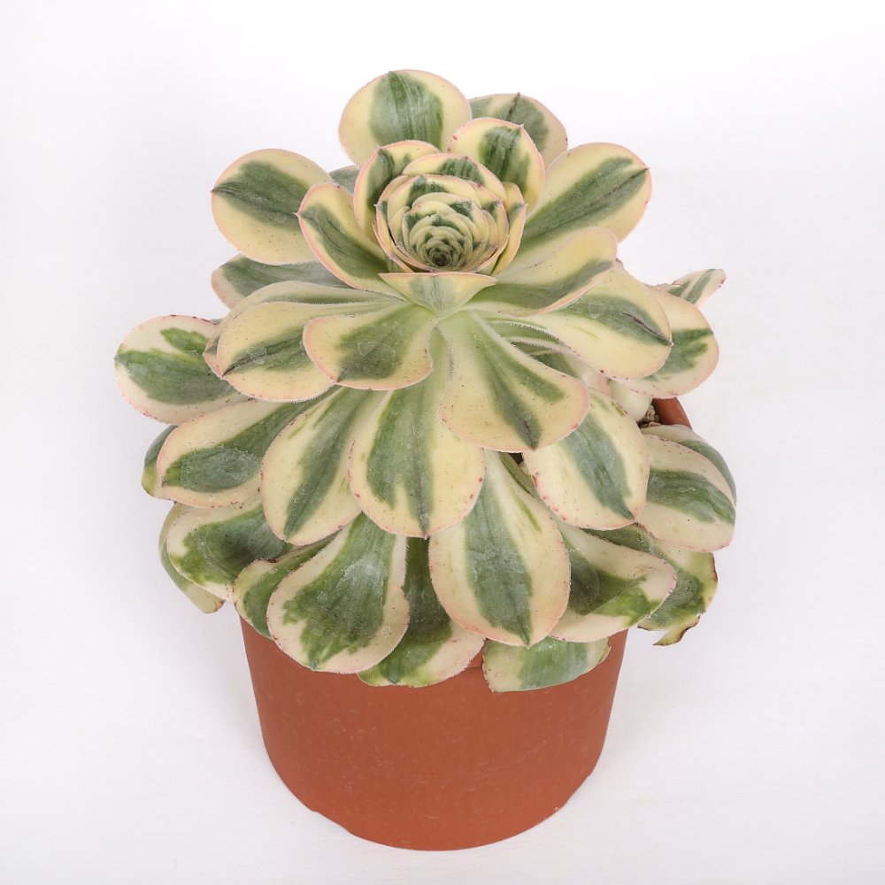 Aeonium Undulatum f. variegata Ø 18 cm - immagine 2