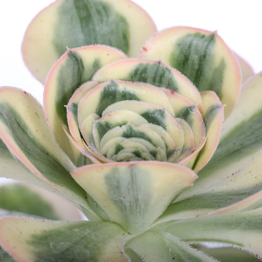 Aeonium Undulatum f. variegata Ø 18 cm