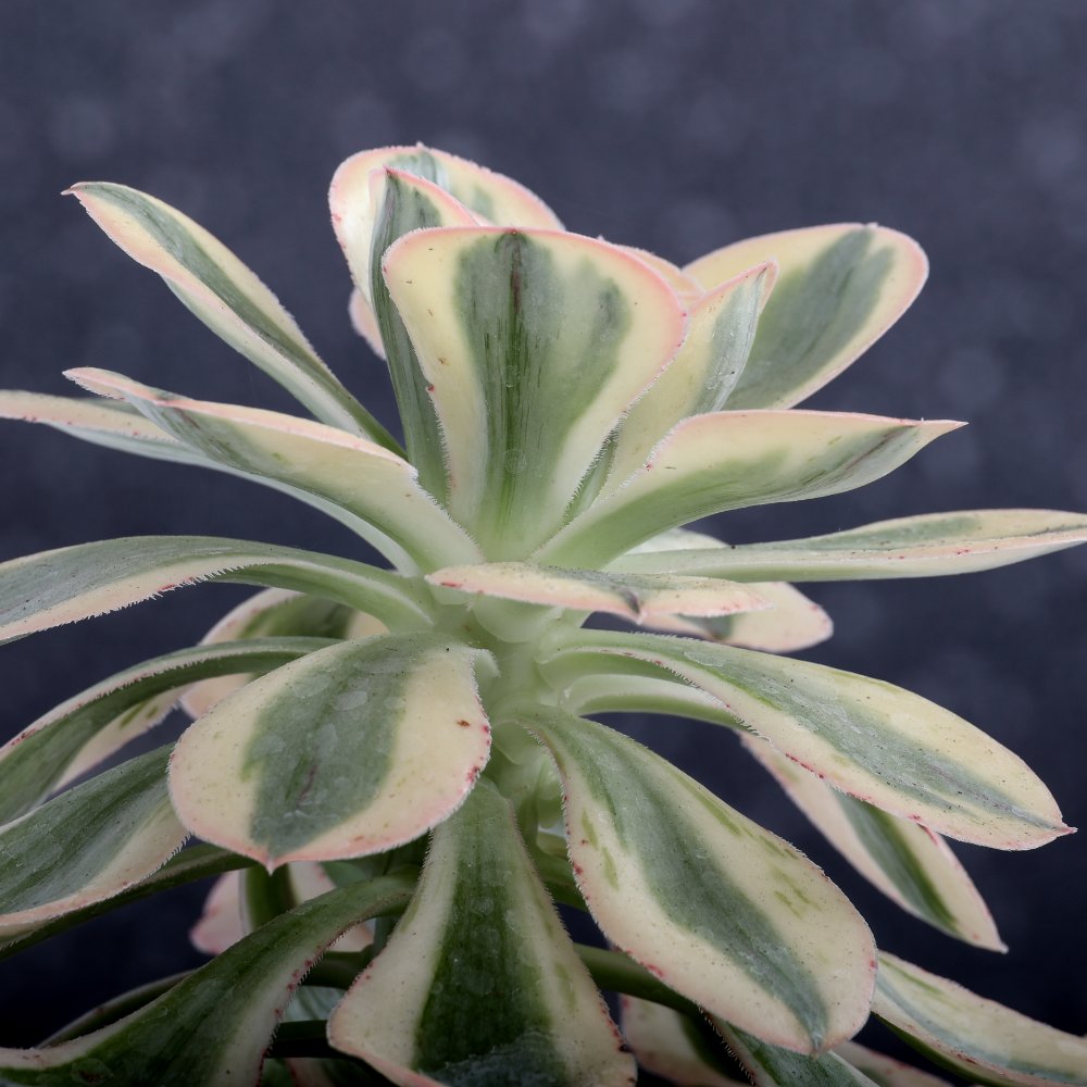 Aeonium Undulatum f. variegata Ø 18 cm