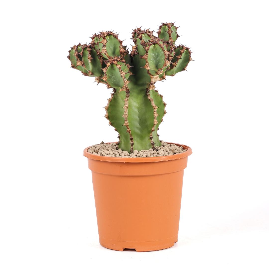 Euphorbia cooperi Ø 17