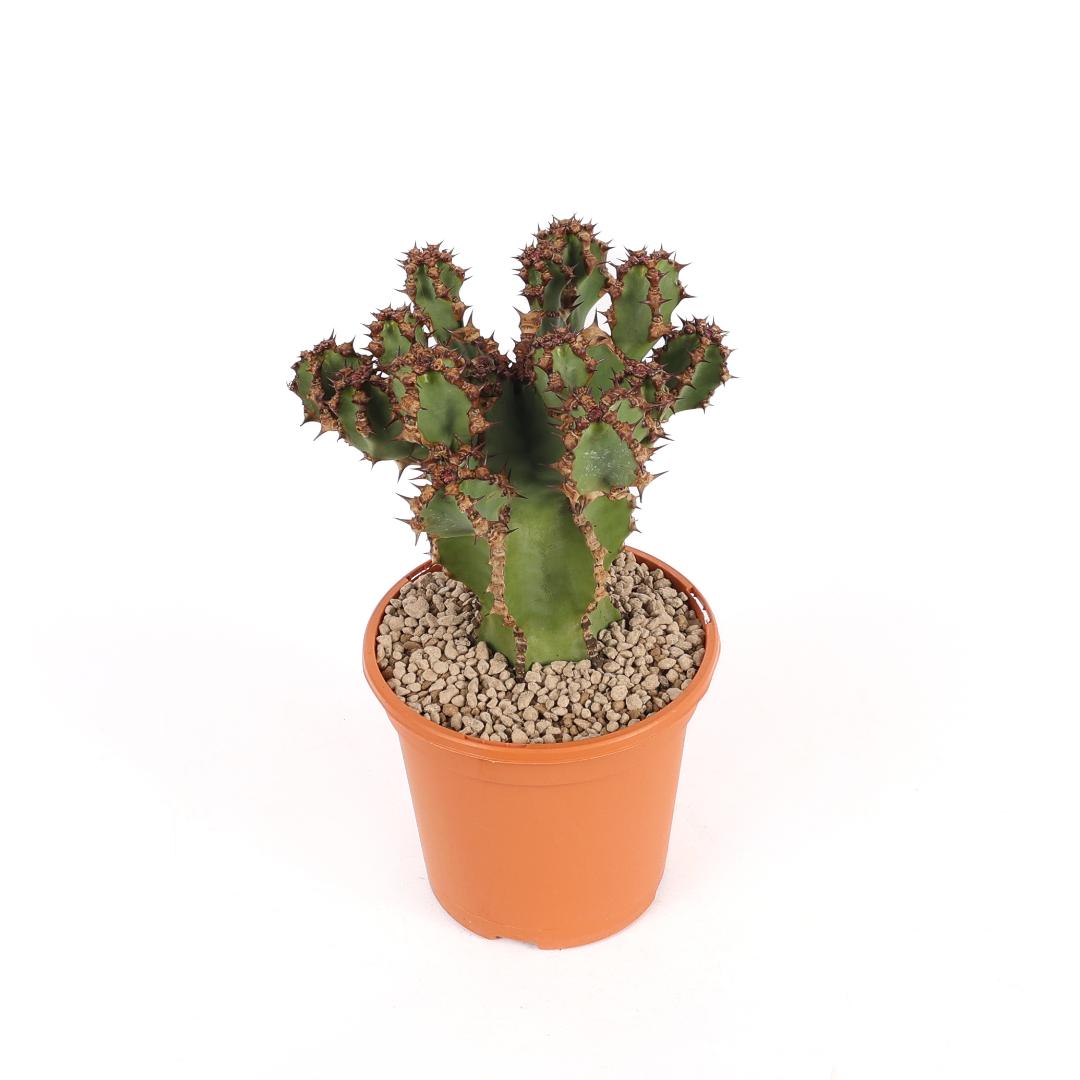 Euphorbia cooperi Ø 17