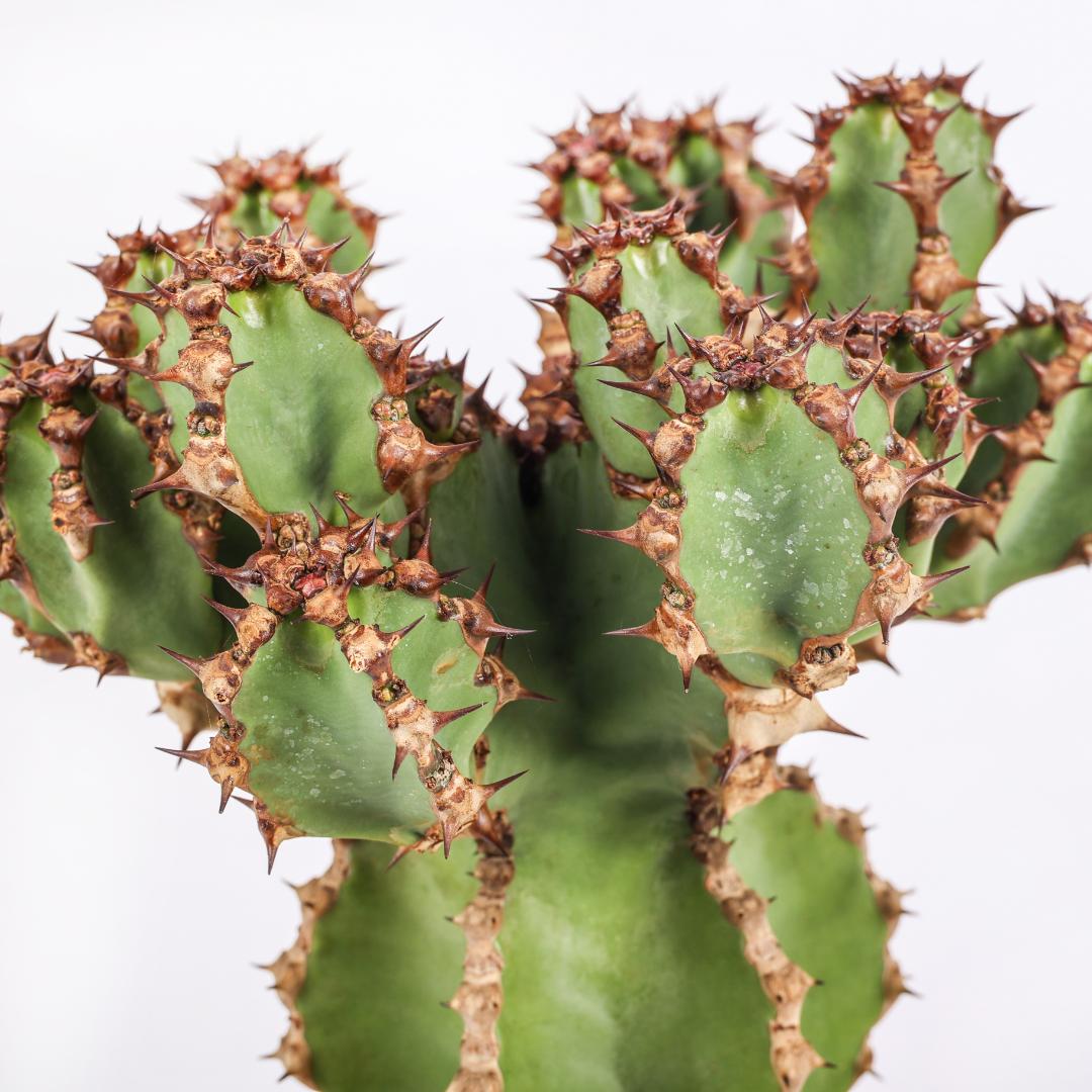 Euphorbia cooperi Ø 17