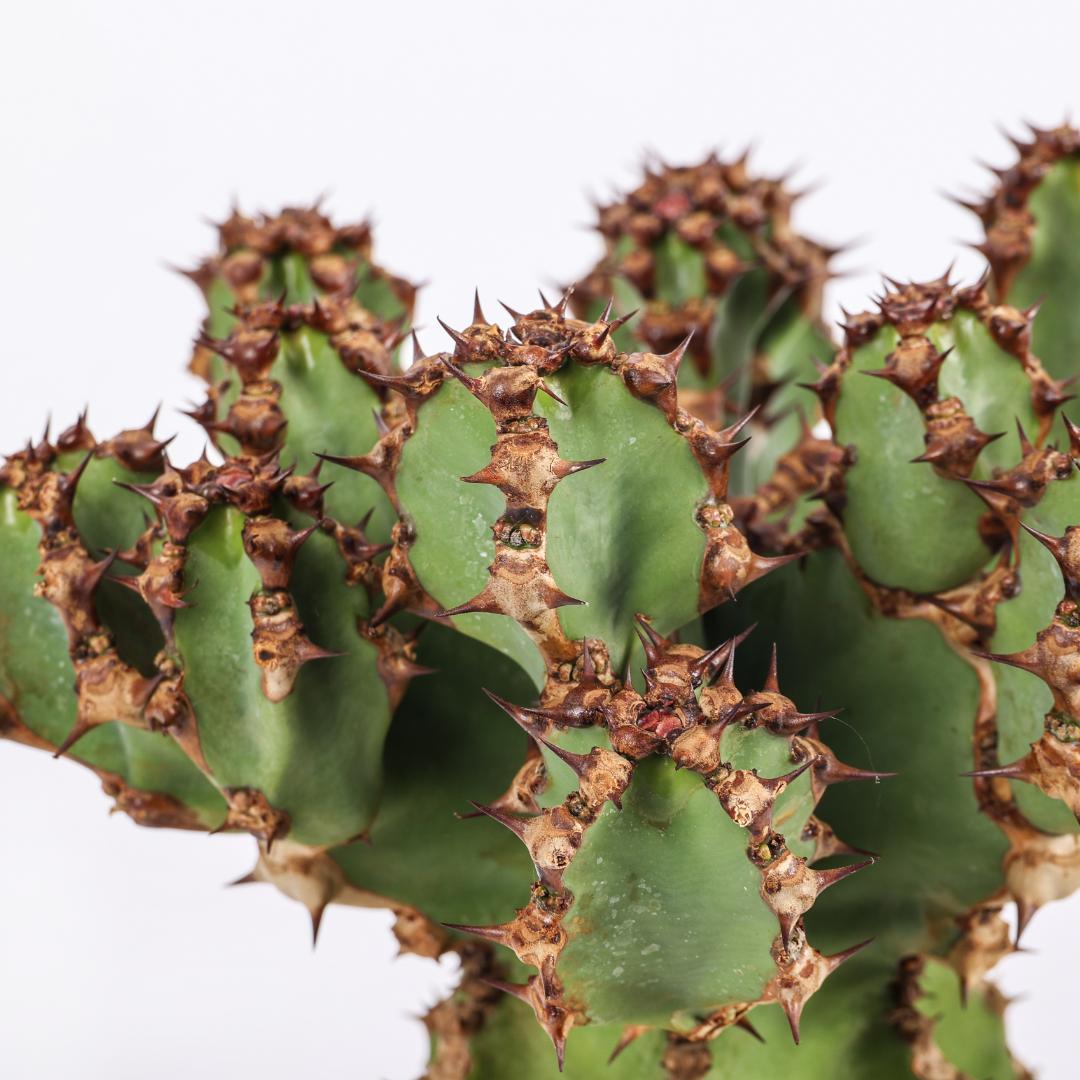 Euphorbia cooperi Ø 17