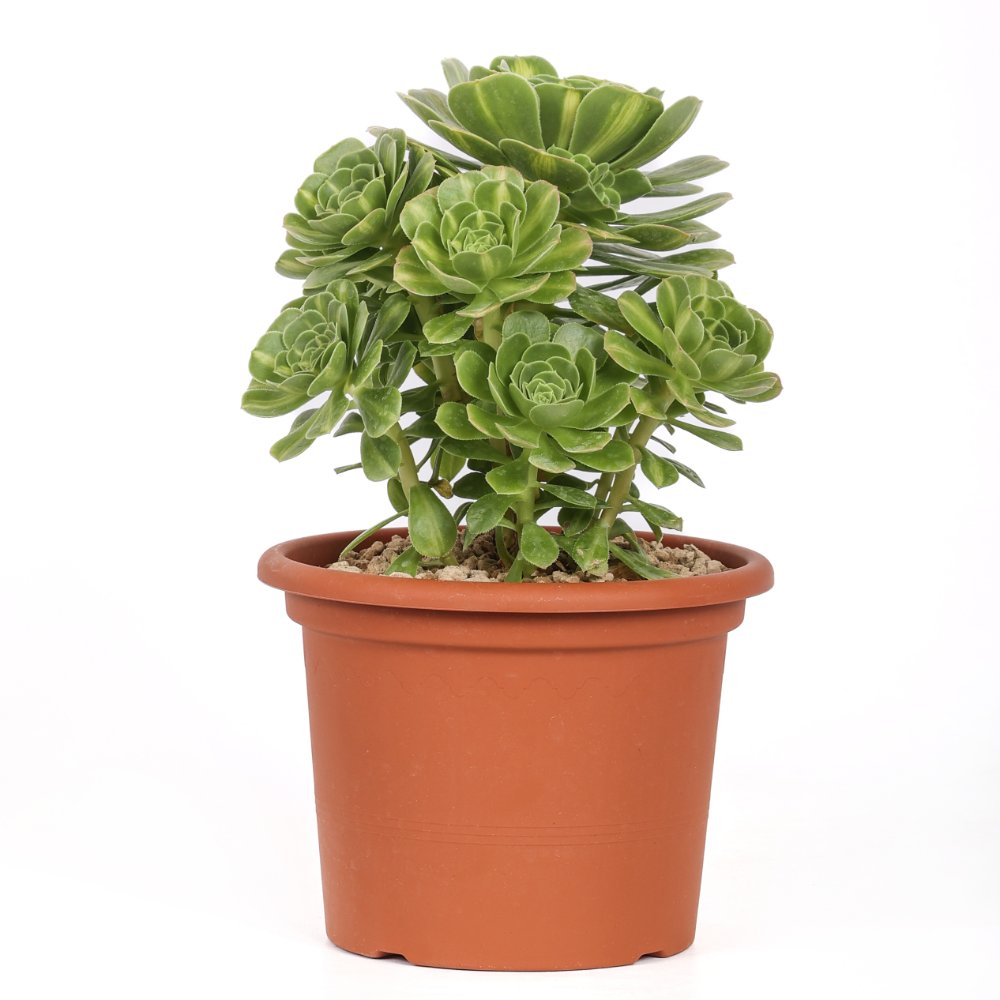 Aeonium Gold Jadeite Ø 18 cm