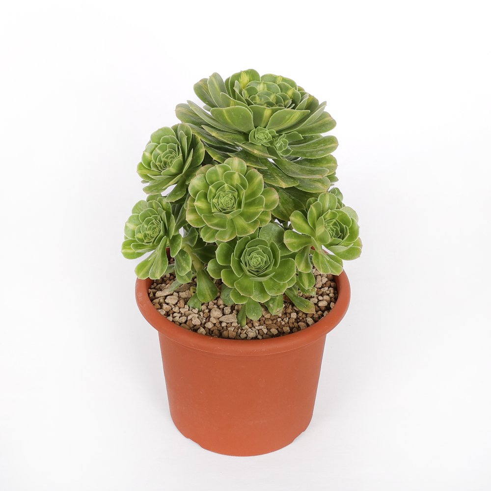 Aeonium Gold Jadeite Ø 18 cm