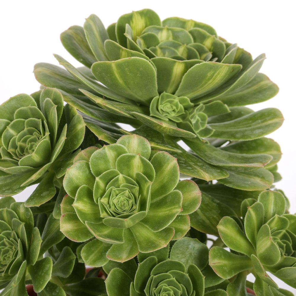 Aeonium Gold Jadeite Ø 18 cm
