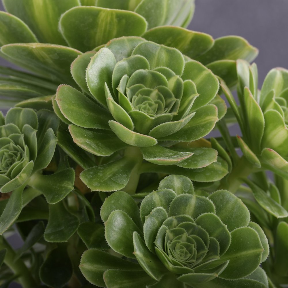 Aeonium Gold Jadeite Ø 18 cm