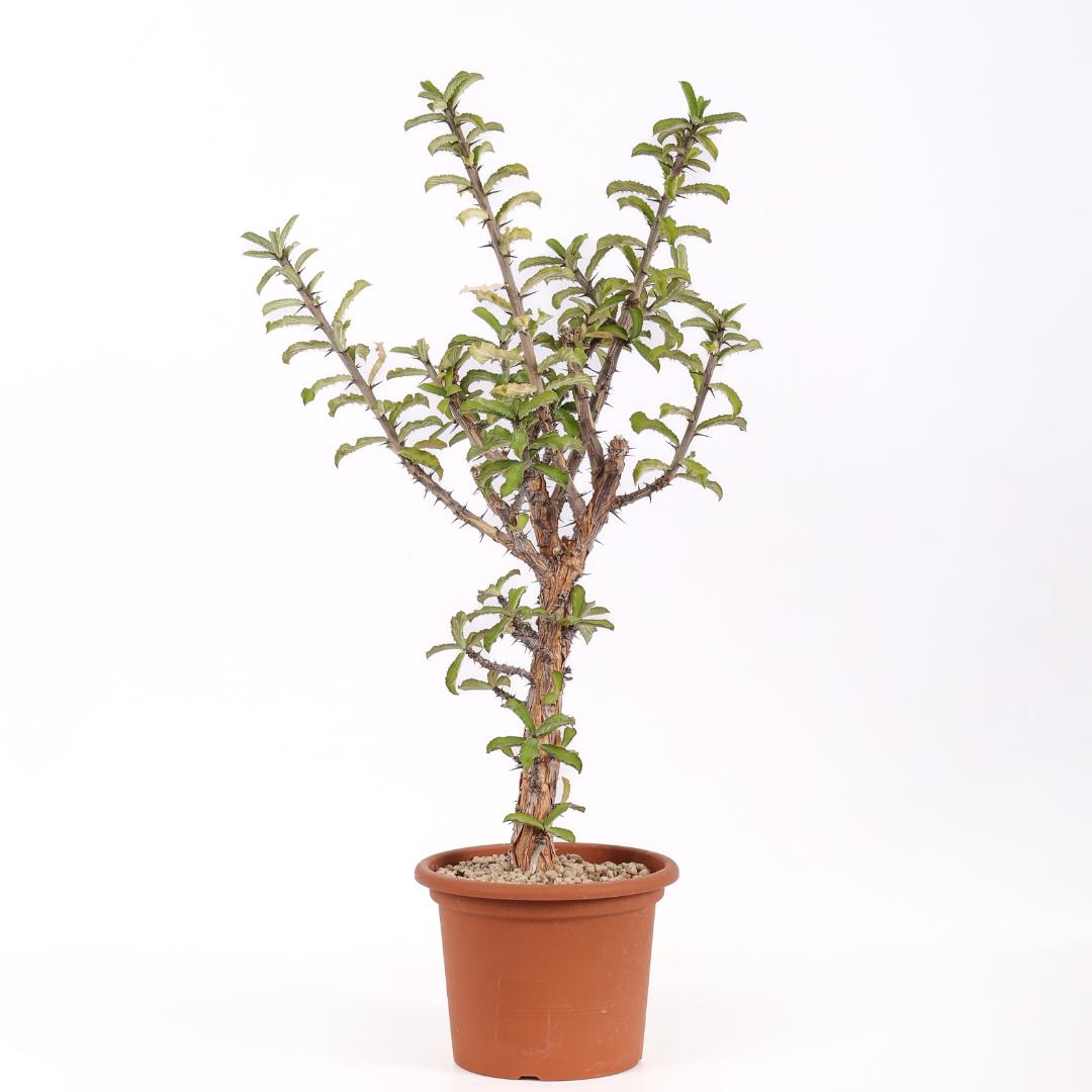 Monadenium elegans Ø 18