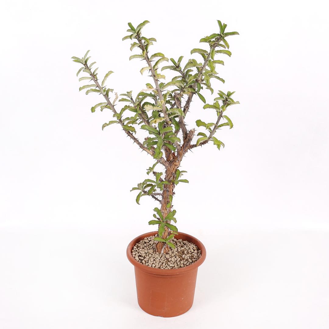 Monadenium elegans Ø 18