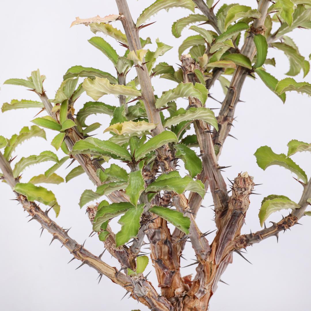 Monadenium elegans Ø 18