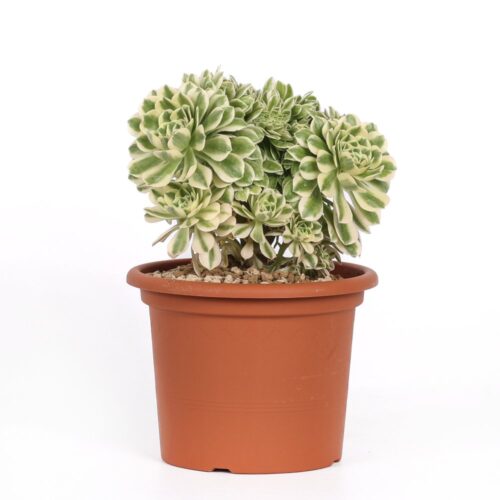 Aeonium 'Maybach' f. crestata Ø 18 cm