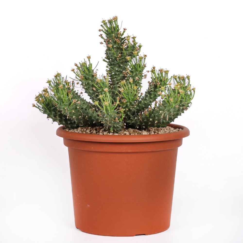 Euphorbia Flanaganii Ø 30 cm