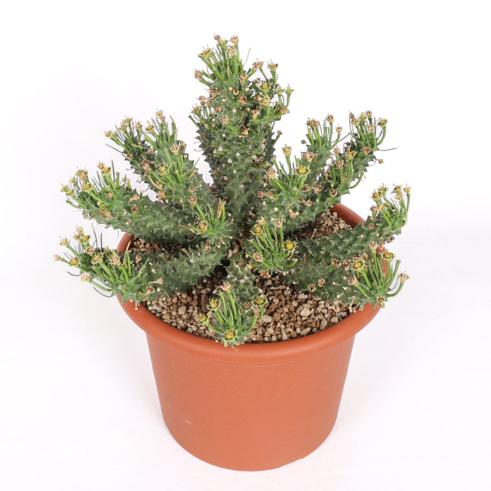 Euphorbia Flanaganii Ø 30 cm