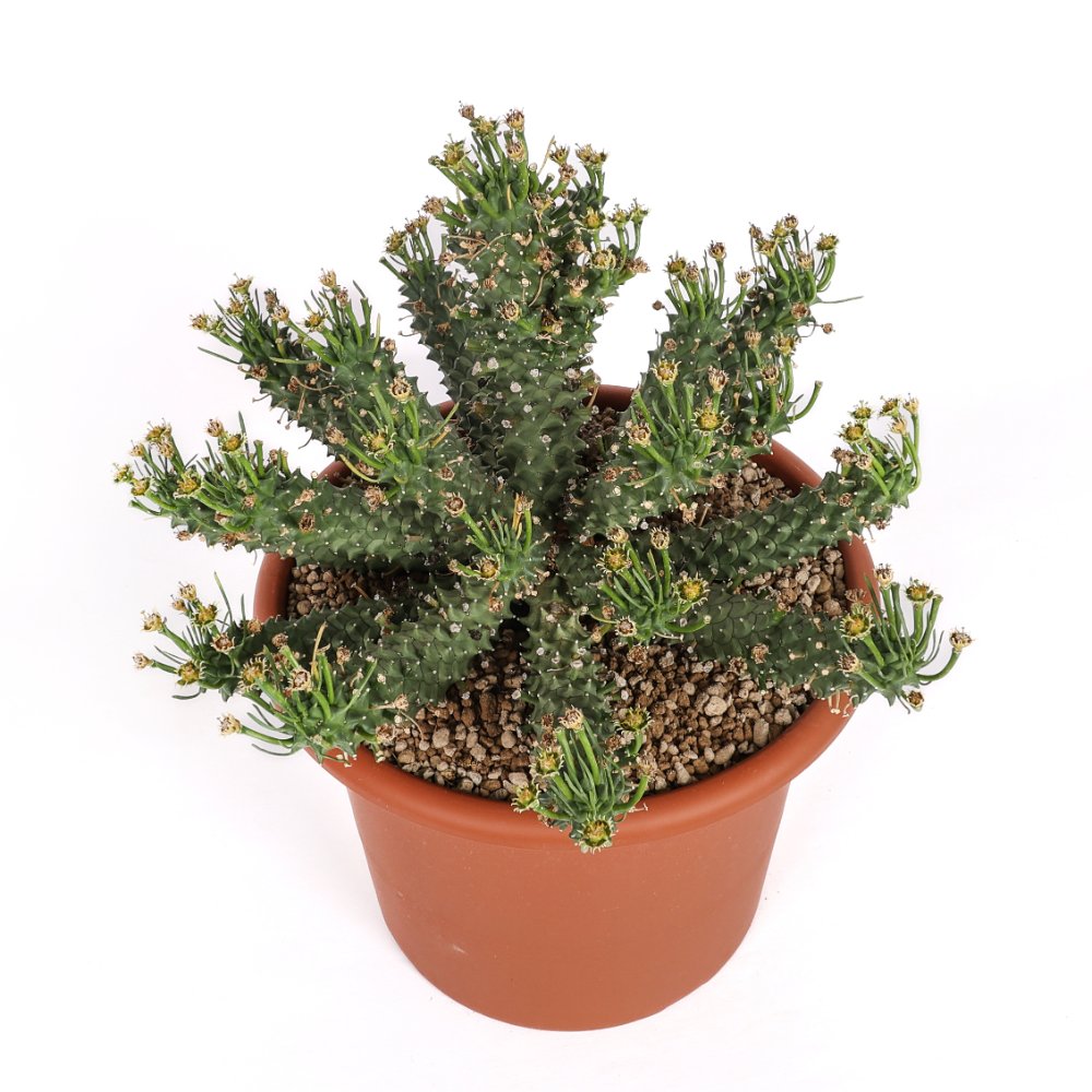 Euphorbia Flanaganii Ø 30 cm