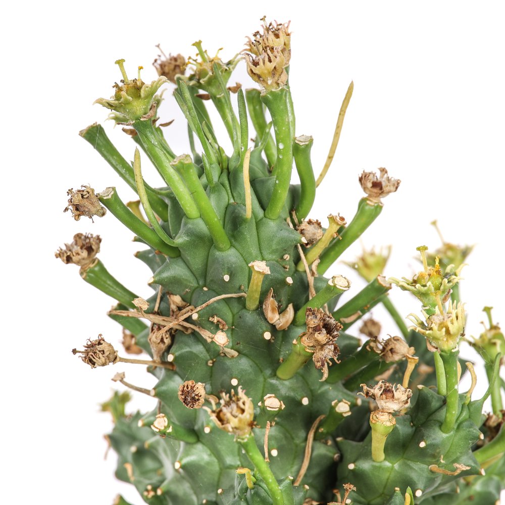 Euphorbia Flanaganii Ø 30 cm