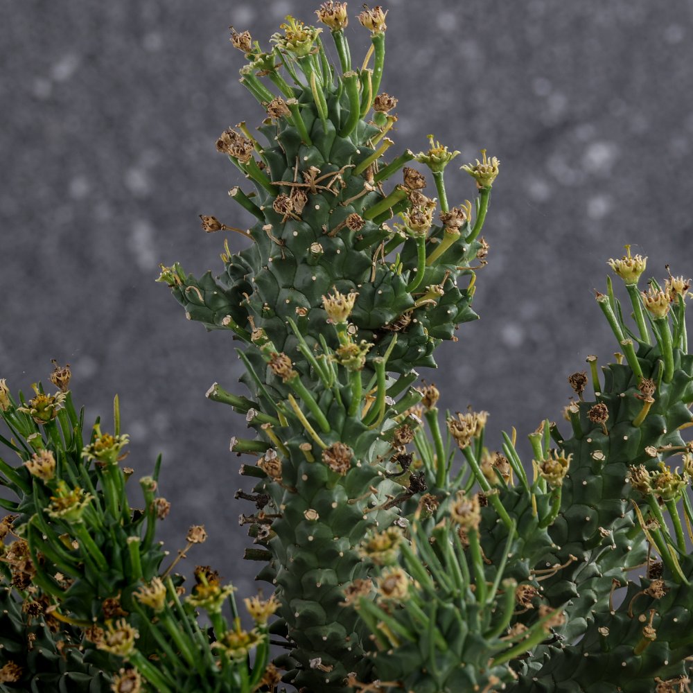 Euphorbia Flanaganii Ø 30 cm