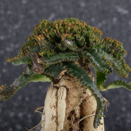 Euphorbia Stellata Ø 18 cm