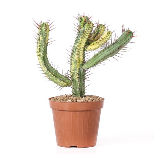 Euphorbia enopla variegata Ø 12 cm