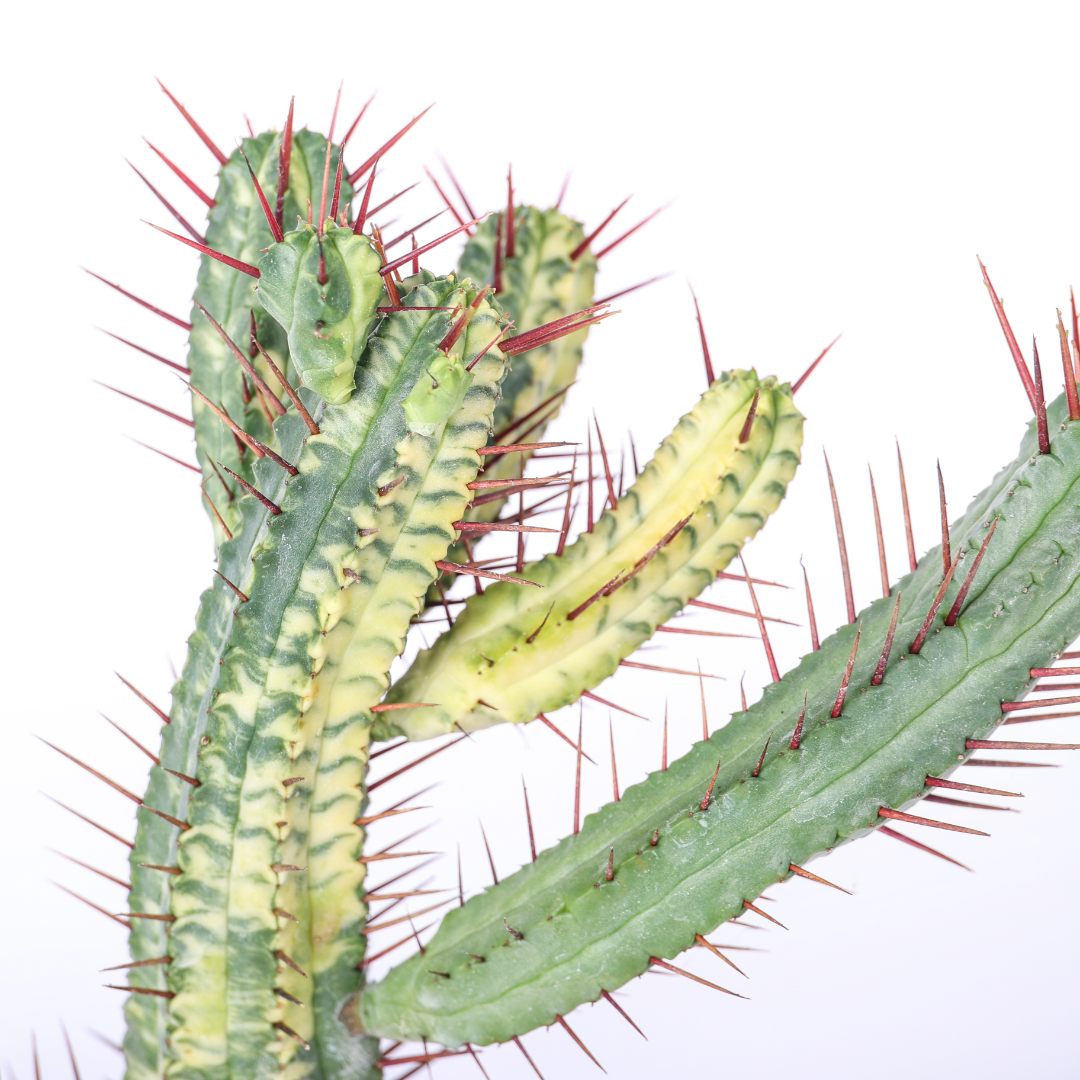 Euphorbia enopla variegata Ø 12 cm