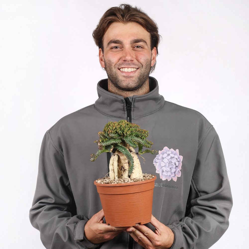 Euphorbia Stellata Ø 18 cm
