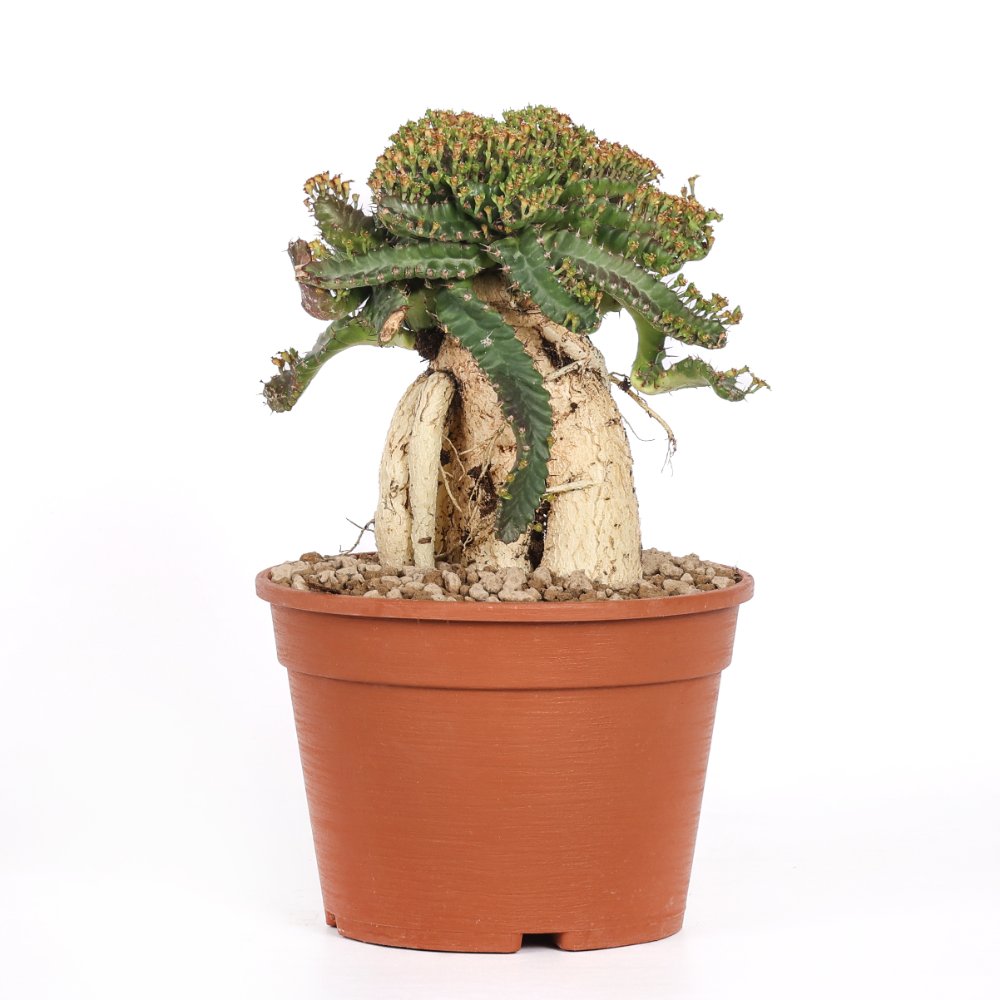 Euphorbia Stellata Ø 18 cm
