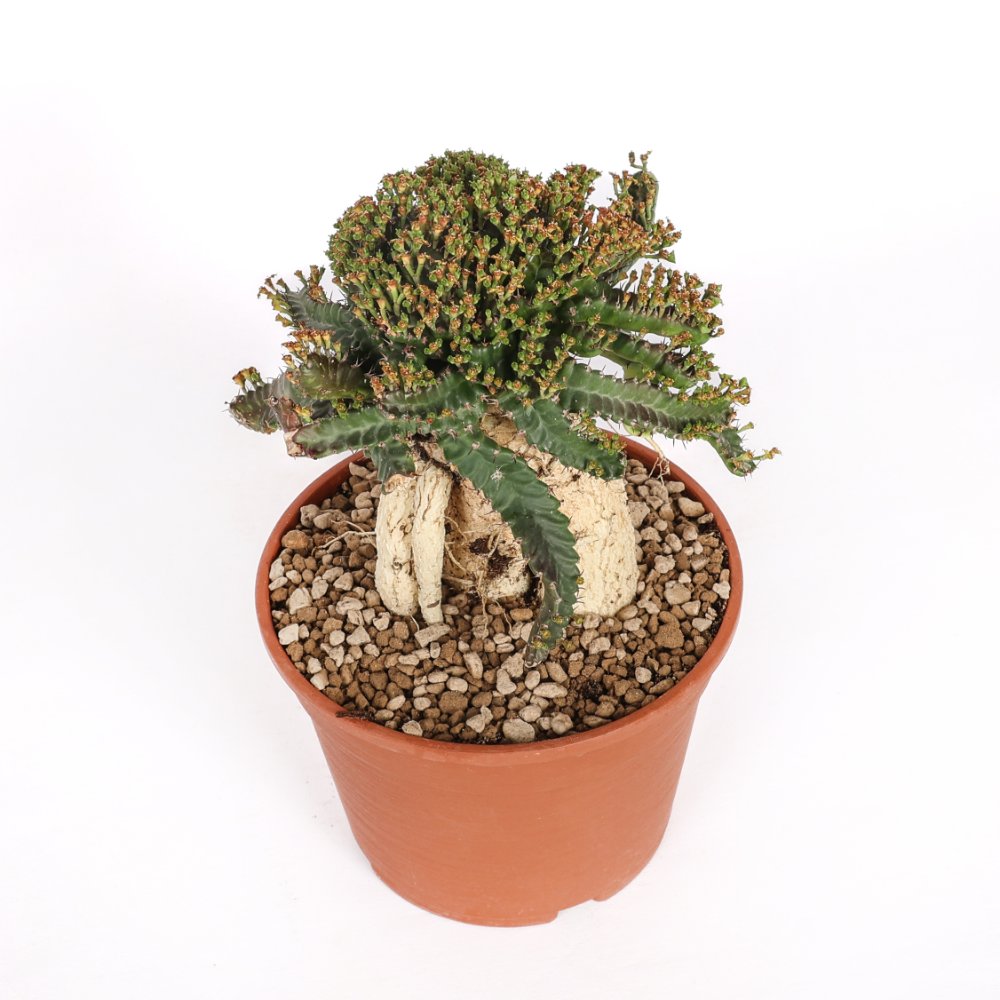 Euphorbia Stellata Ø 18 cm