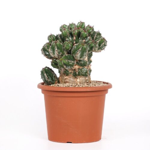 Euphorbia Handiensis Ø 18 cm