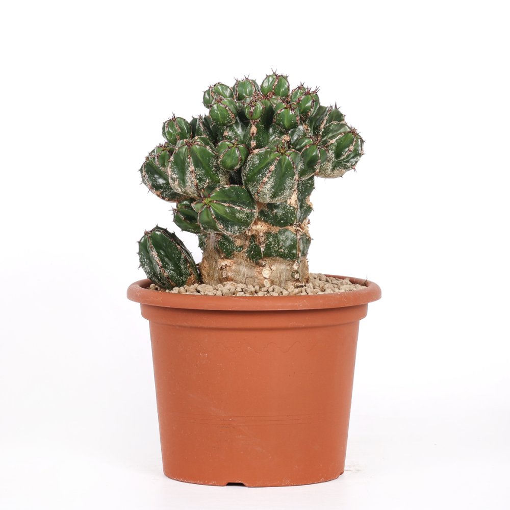 Euphorbia Handiensis Ø 18 cm
