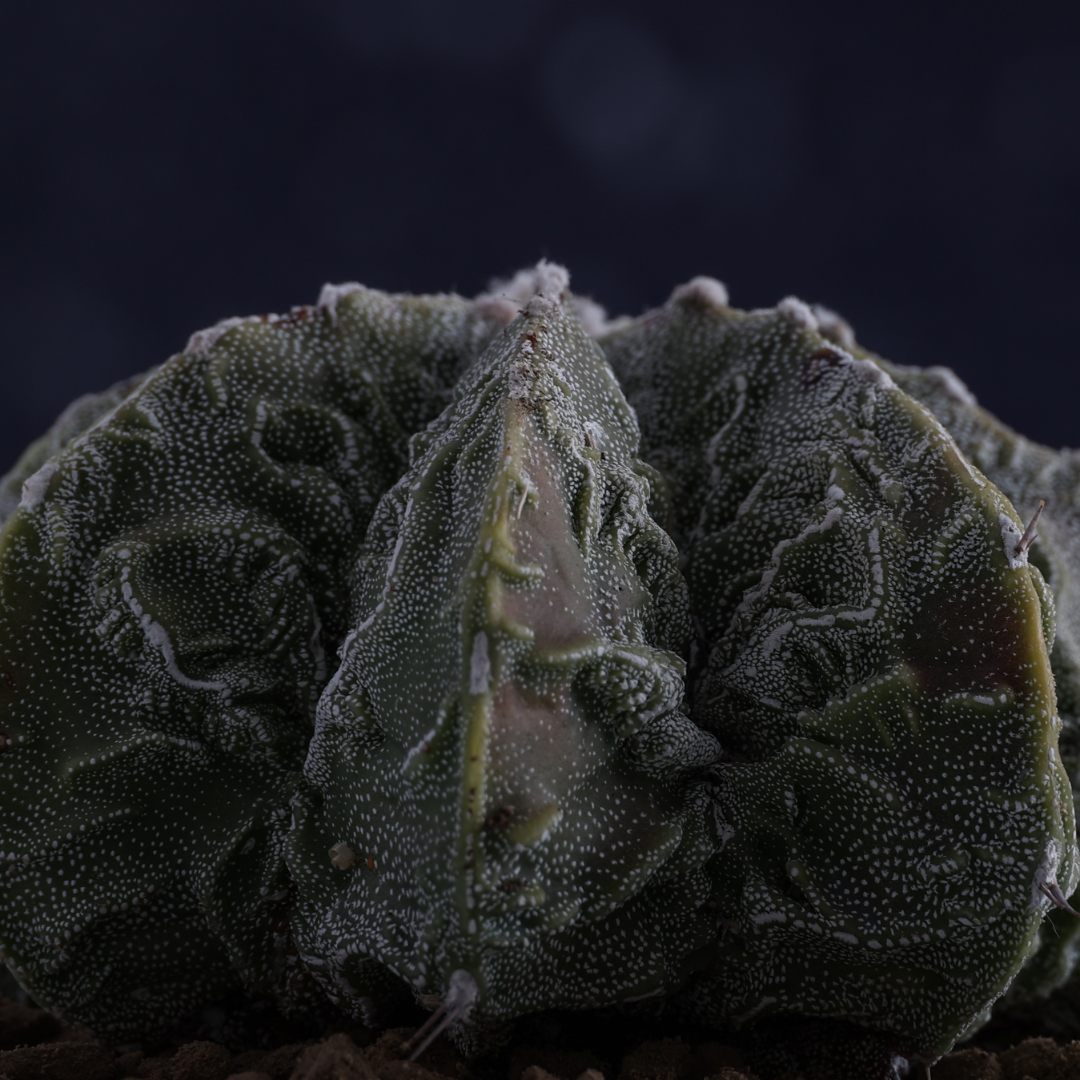 Astrophytum myriostigma Fukuryu Ø 12 cm