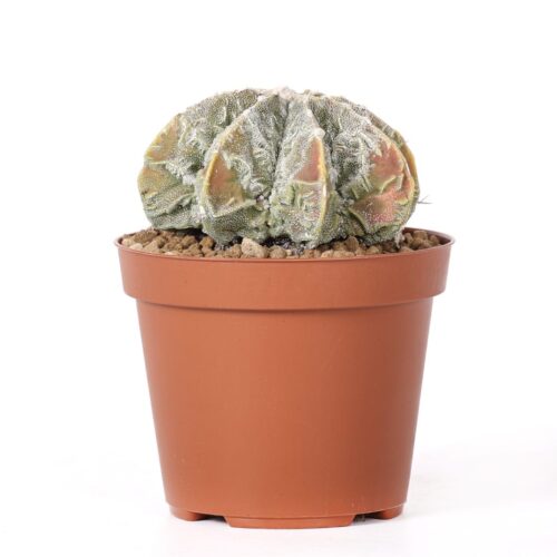 Astrophytum myriostigma Fukuryu Ø 12 cm