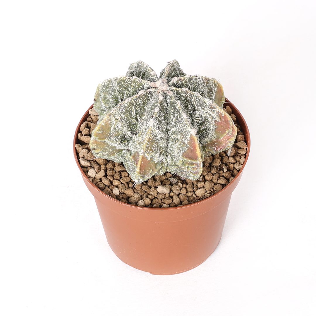Astrophytum myriostigma Fukuryu Ø 12 cm
