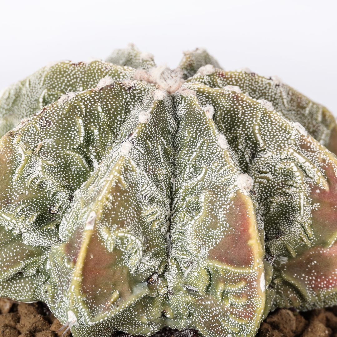 Astrophytum myriostigma Fukuryu Ø 12 cm