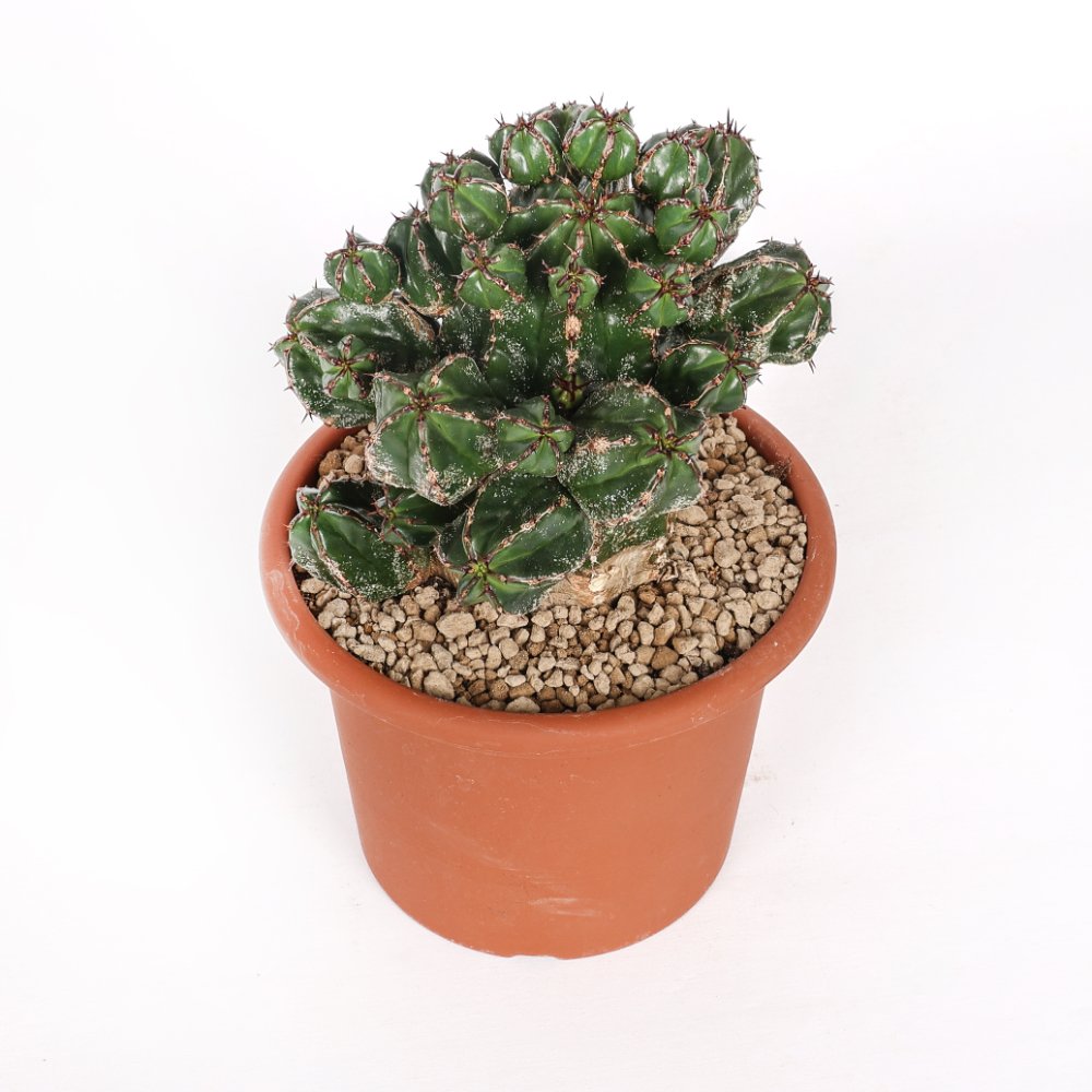 Euphorbia Handiensis Ø 18 cm