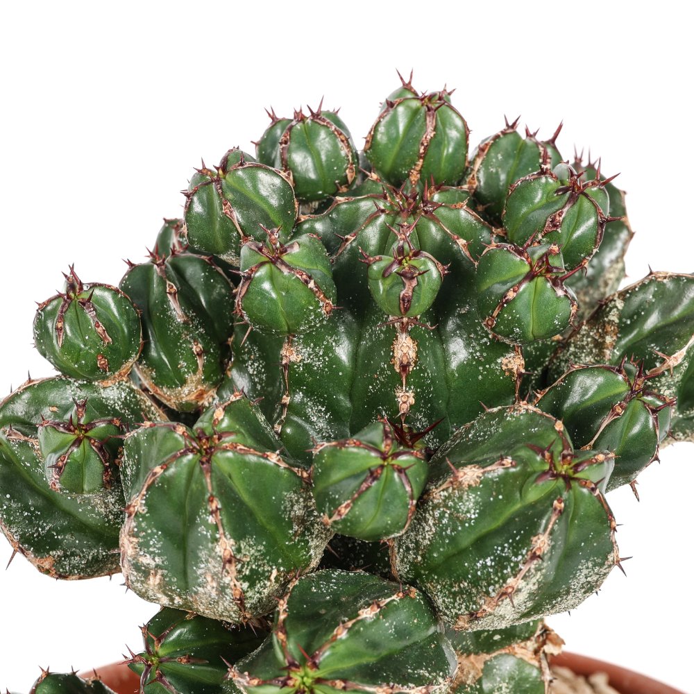 Euphorbia Handiensis Ø 18 cm
