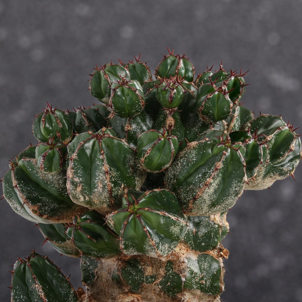 Euphorbia Handiensis Ø 18 cm