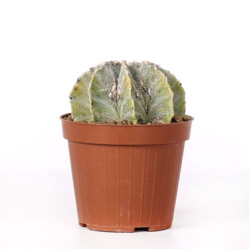 Astrophytum myriostigma Fukuryu variegato Ø 12 cm