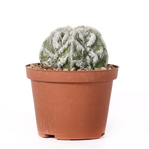 Astrophytum myriostigma Fukuryu Haku-Jo Ø 10,5 cm