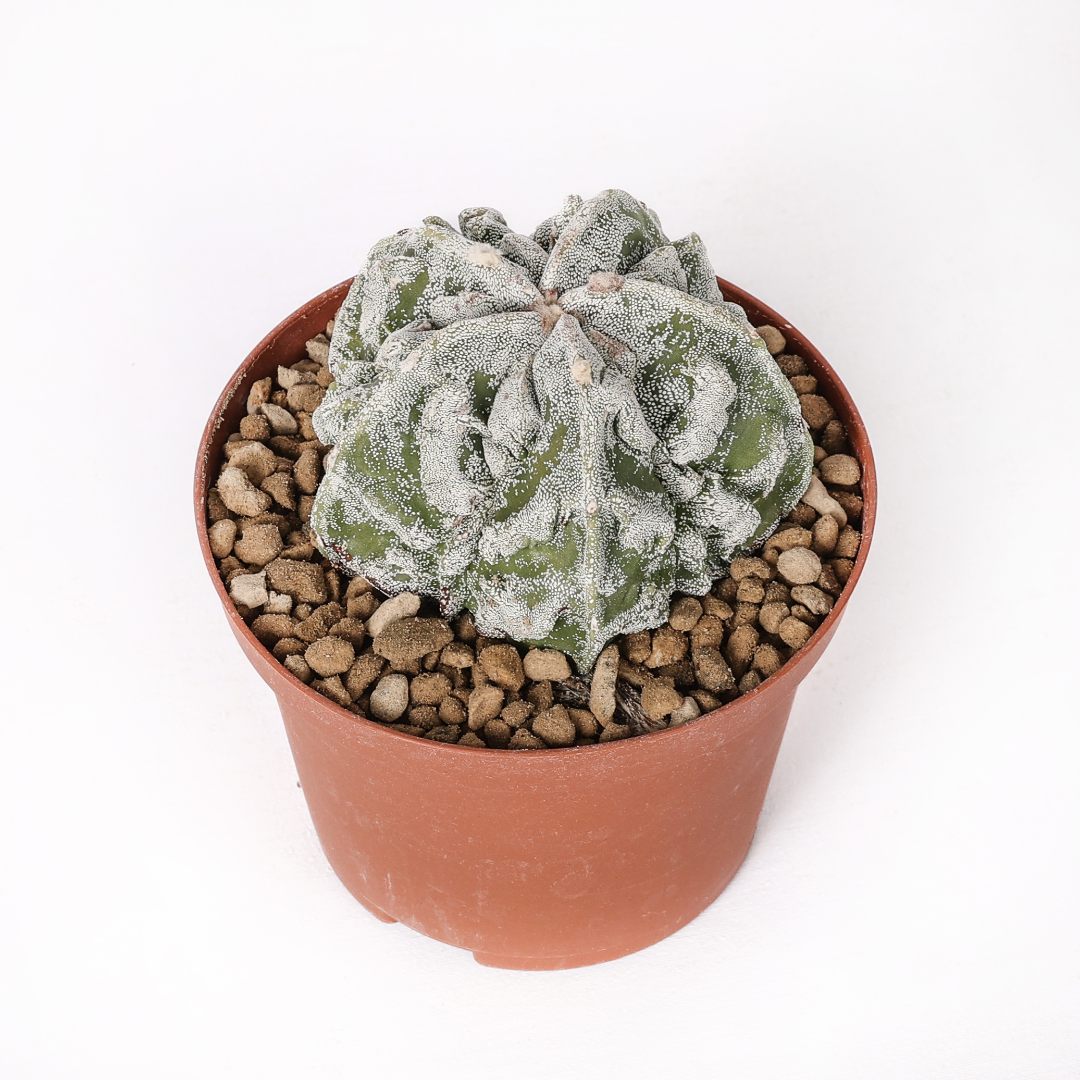 Astrophytum myriostigma Fukuryu Haku-Jo Ø 10,5 cm