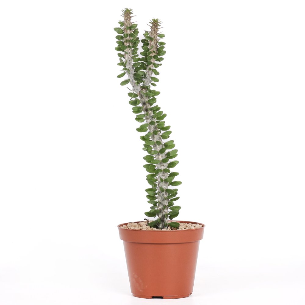 Alluaudia procera Ø 12 cm