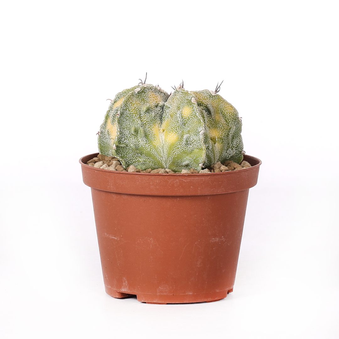 Astrophytum ornatum x Fukuryu variegato Ø 10,5 cm