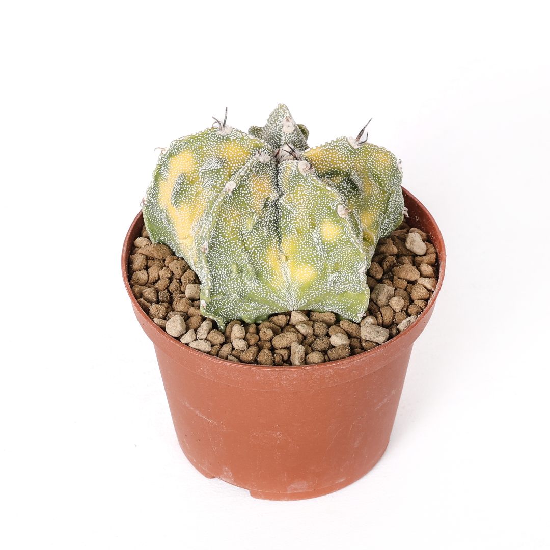 Astrophytum ornatum x Fukuryu variegato Ø 10,5 cm