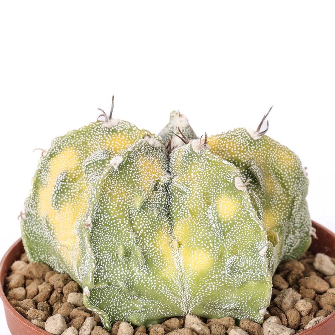 Astrophytum ornatum x Fukuryu variegato Ø 10,5 cm